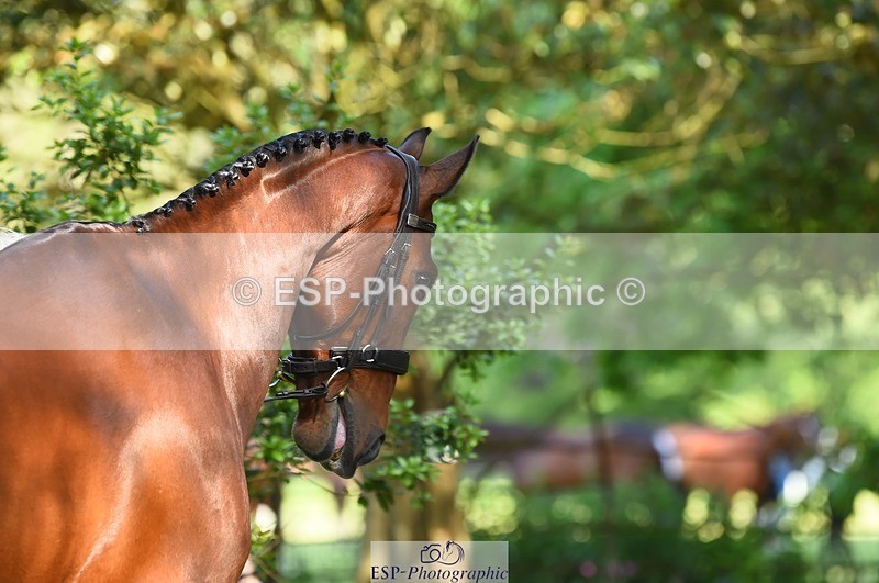 230524-163912-01005 - 164-TREBOR-Kelly_Mccarthy-maine-WEDTrotUp+DR