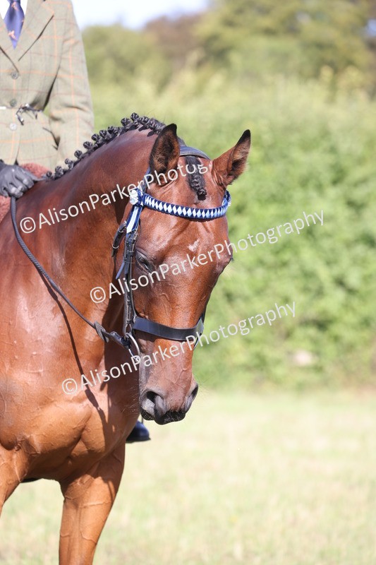 20260906-0378 - Class 14 - Ex Racehorse
