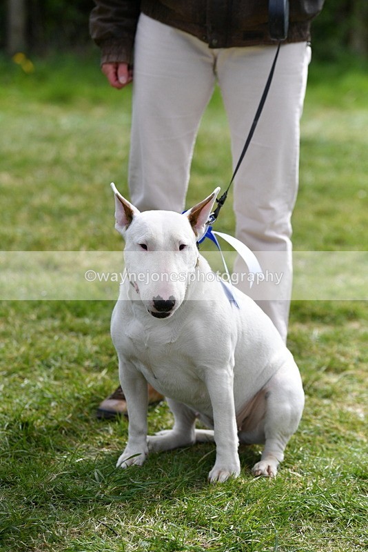 WJ5_0663 - Class 7 Best Terrier