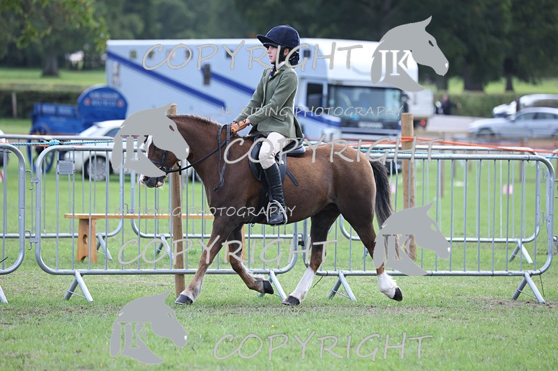 APP_4153 - Class 15a/b Pony club pony/Riding club horse
