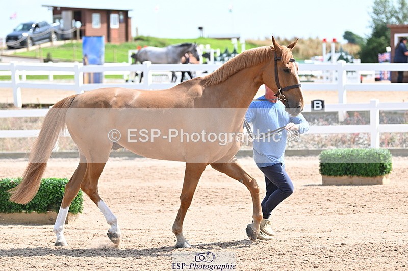 240717A-150652-02552 - Trot Up 3pm to 4pm