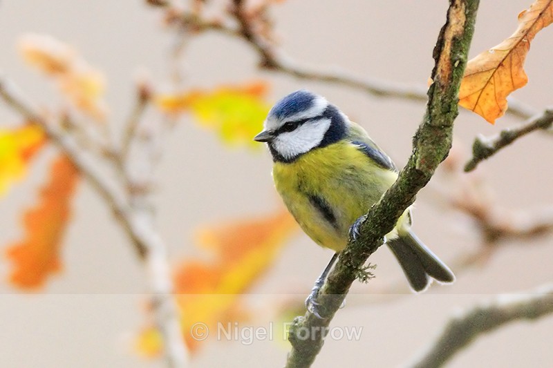 Blue Tit, autumn leaves in the background - Blue Tit