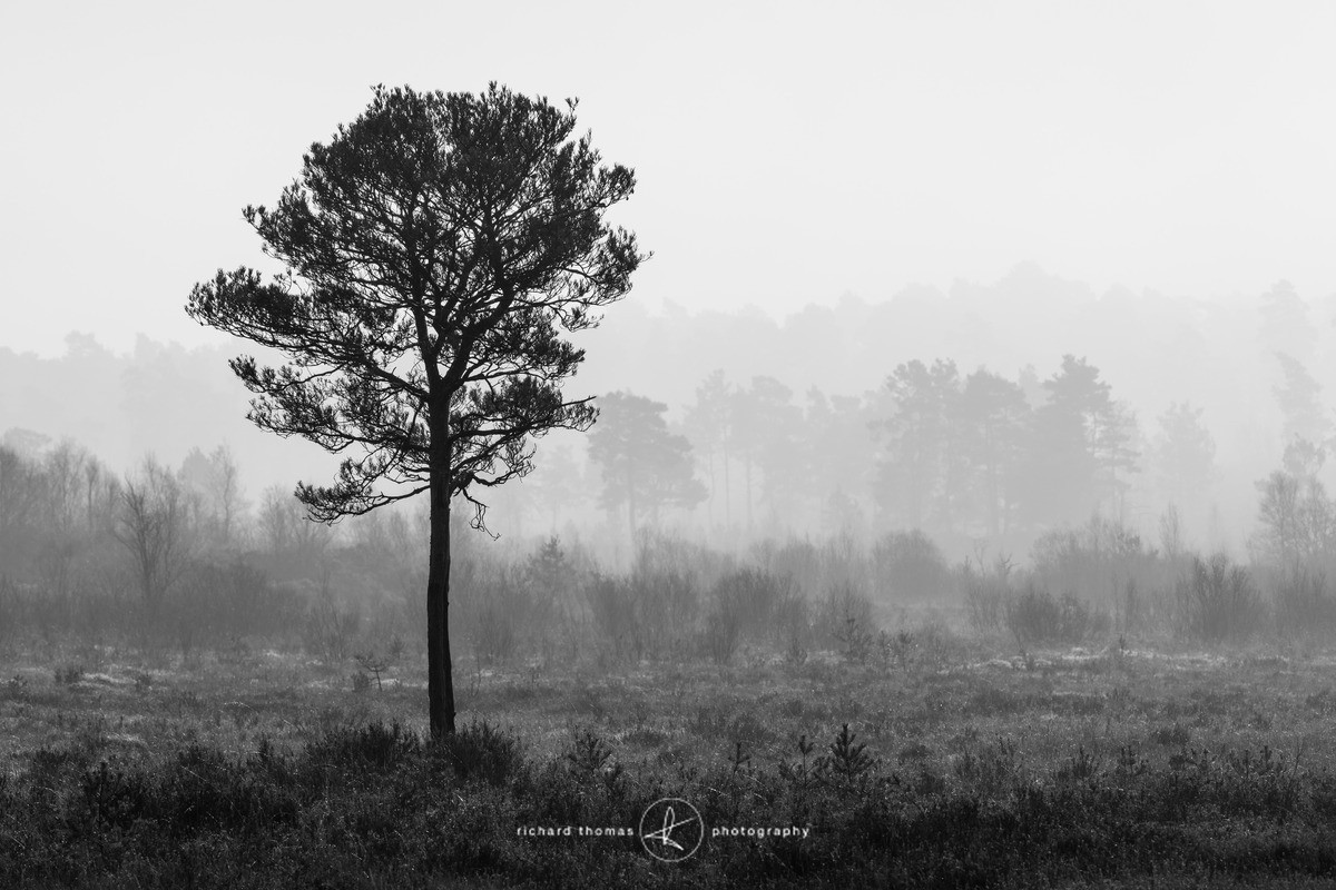 Lonesome Pine - Mono Mist Trees