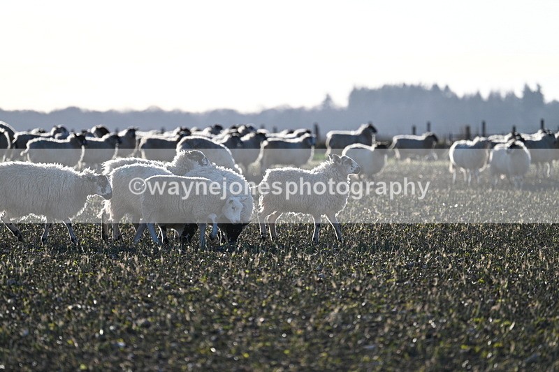 WJ7_4044 - Home