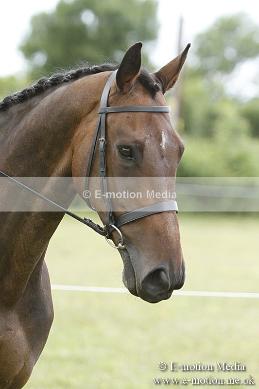 BVR160717-1764 - Ring 3 BVRC Show 16/07/17