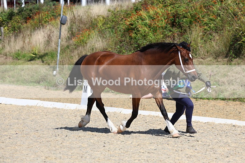 3E7A9835 - In Hand Championship