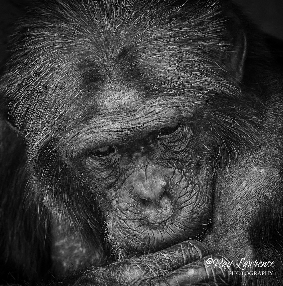 Contemplation -_M8D7650-Edit - Wildlife - Other