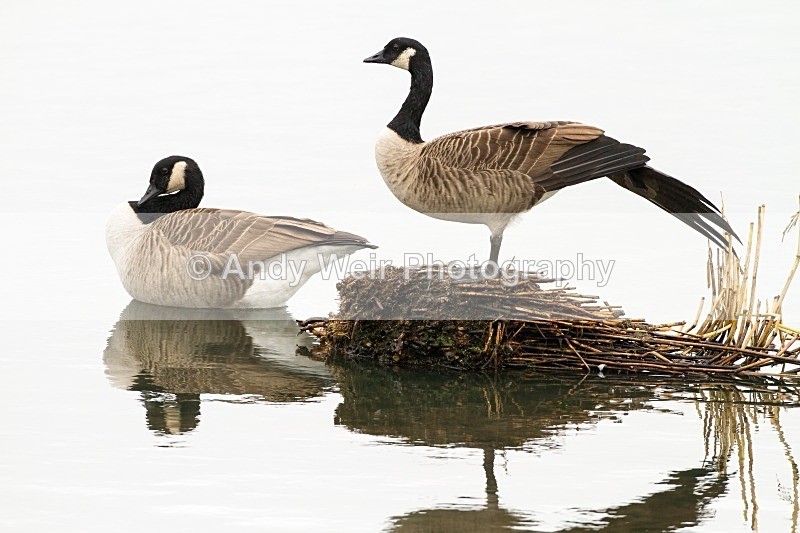 20121001-_MG_0522 - Geese