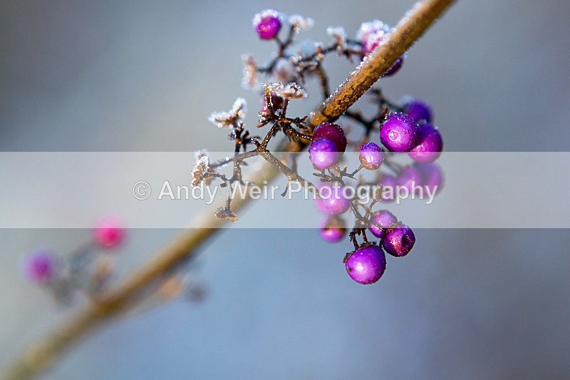 20141228-3K8A7418 - Plants & Flowers