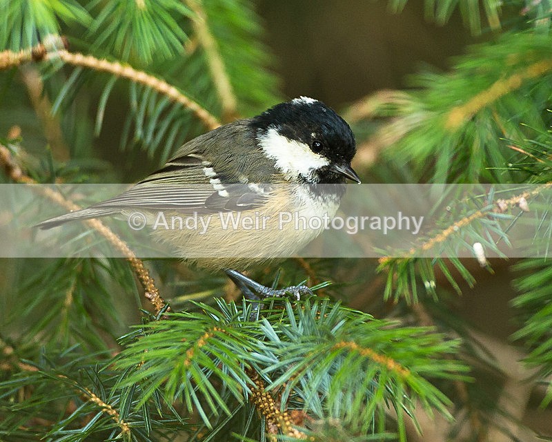 20130901-3K8A5791 - Coat Tit