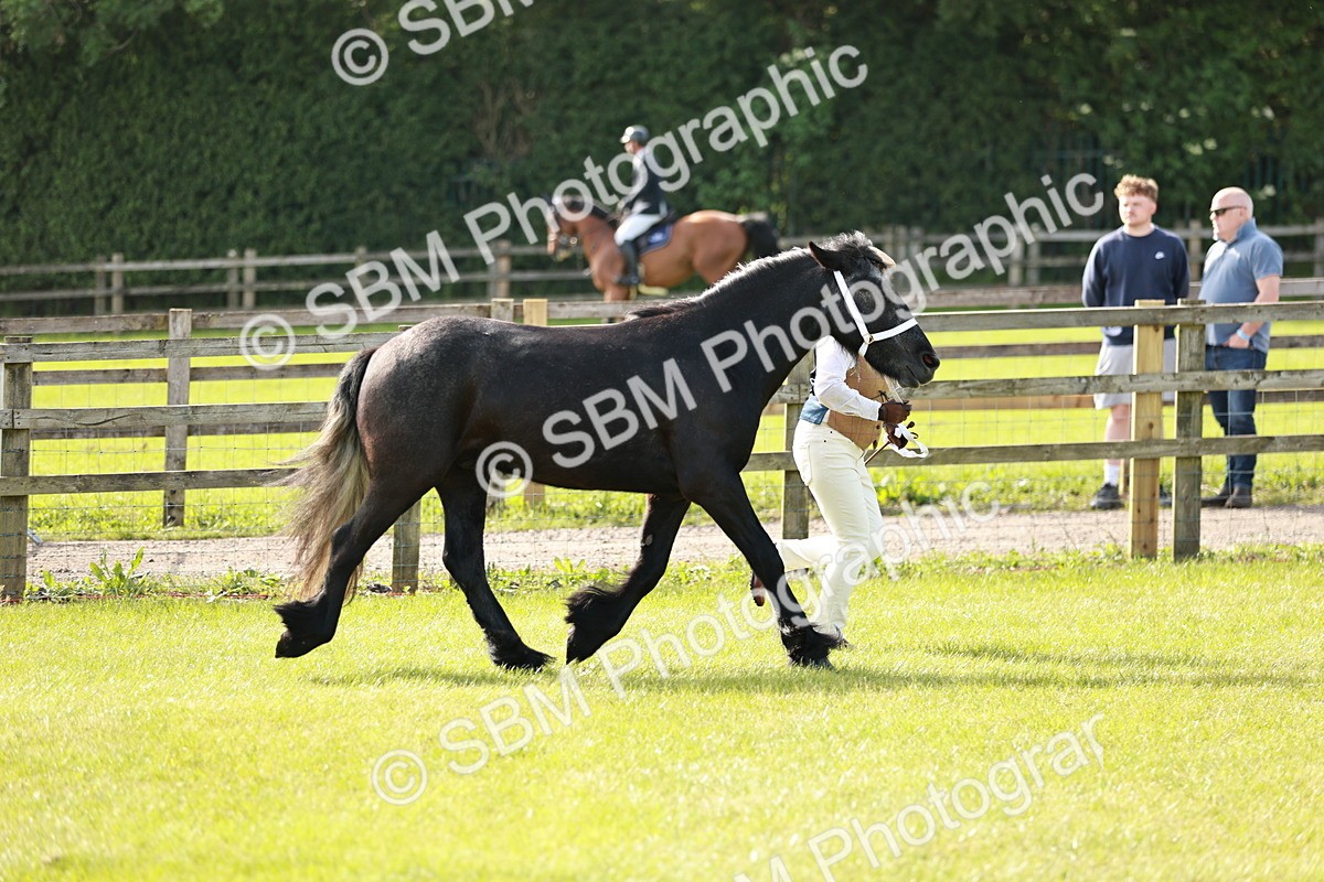 SBM_00697 - Class 14-23 - Mountain & Moorland In Hand Non Welsh