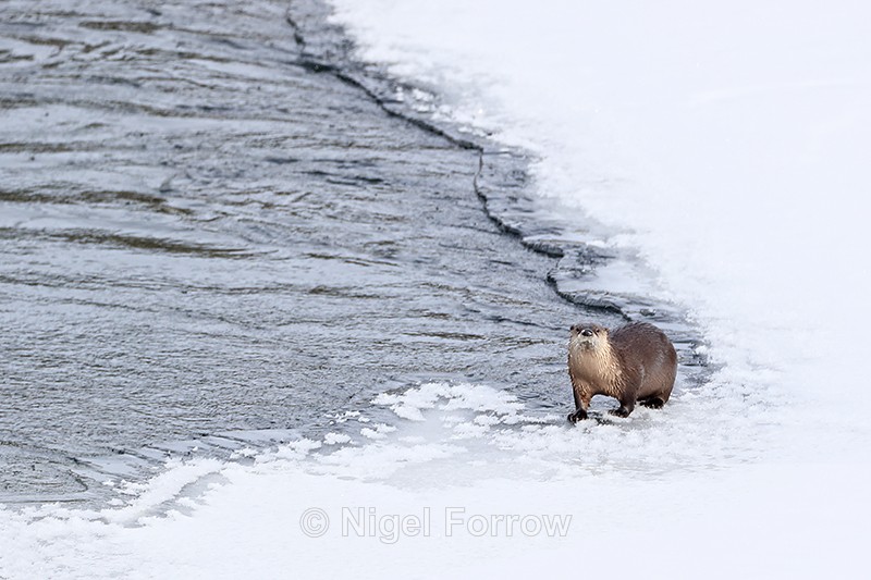 North American River Otter, Yellowstone, Wyoming, USA - Otter