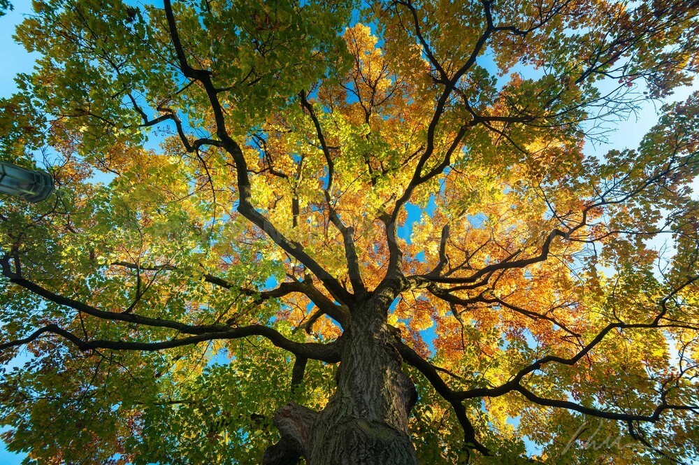 DSC_1372 - Autumn