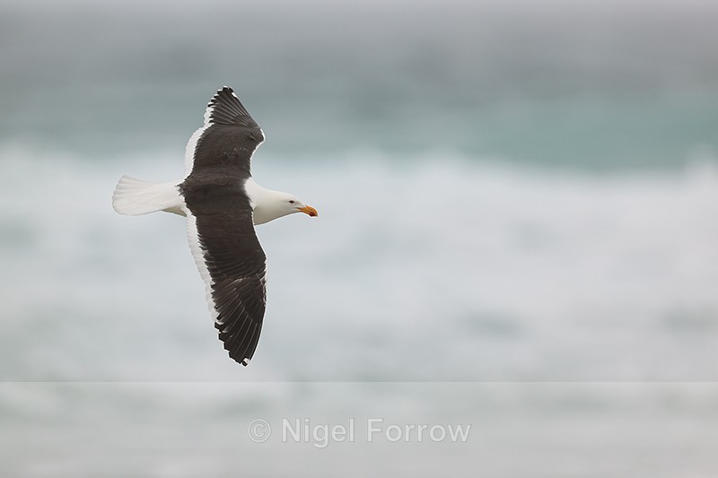 Kelp Gull flying, Saunders Island, Falklands - Kelp Gull