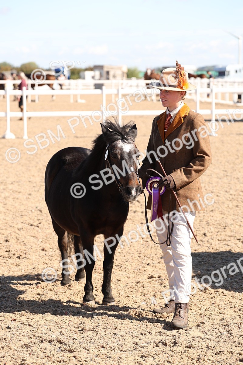 SBM_12970 - Class 206 - IH Non Show Type Pony