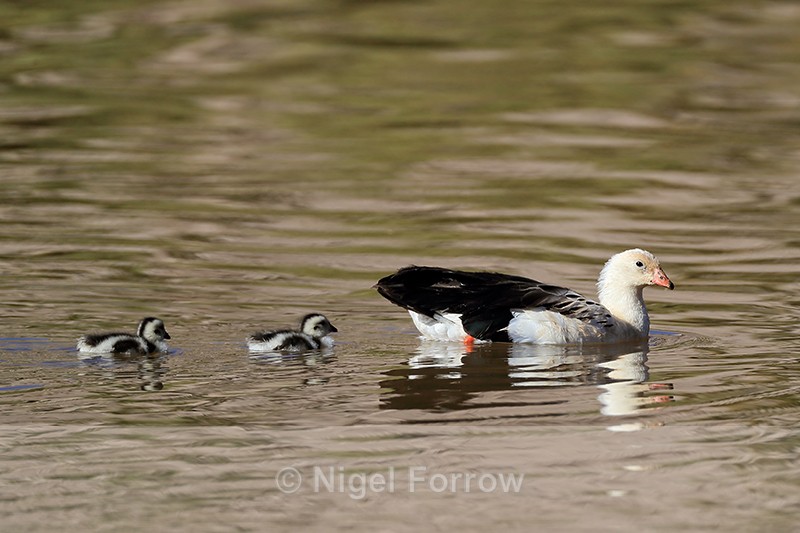 Andean Geese, adult & chicks, Chile - Andean Goose
