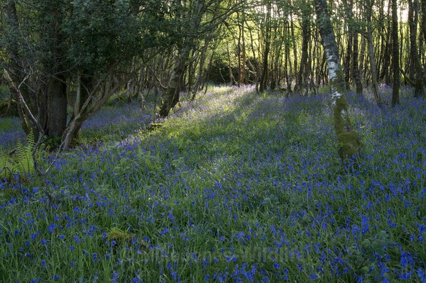 BLUBELLS, Gruline, Isle of Mull - ISLE OF MULL LANDSCAPE PHOTOGRAPHY