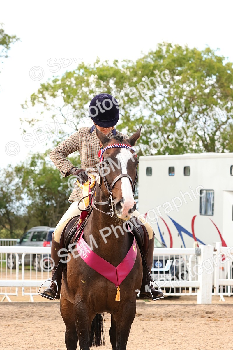 SBM_16300 - Class 217 - Ridden Retired Racehorse