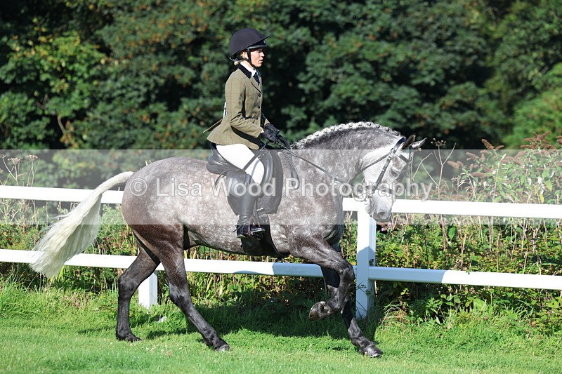 3E7A7581 - Class 1: Novice Working Hunter Pony