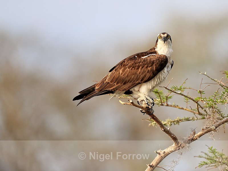 Osprey in tree, Blue Cypress Lake, Florida - Osprey