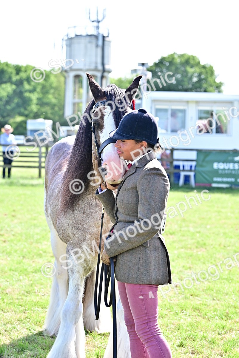 SBM_09510 - Class 63-65 - Traditional Gypsy Cobs In Hand & Ridden
