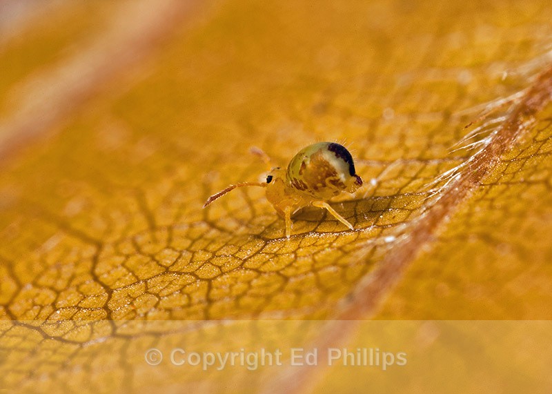 Dicyrtomina ornata - Dicyrtomina ornata