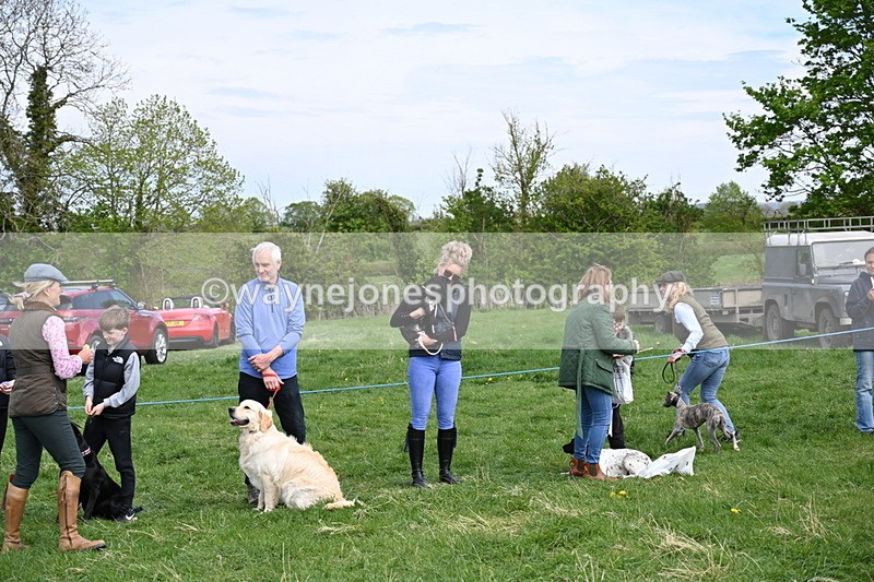 WJ6_9138 - Class 8 Best Working / Gun Dog or Bitch