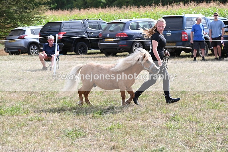 WJ6_6940 - Class 21 Shetland & Mini Horses