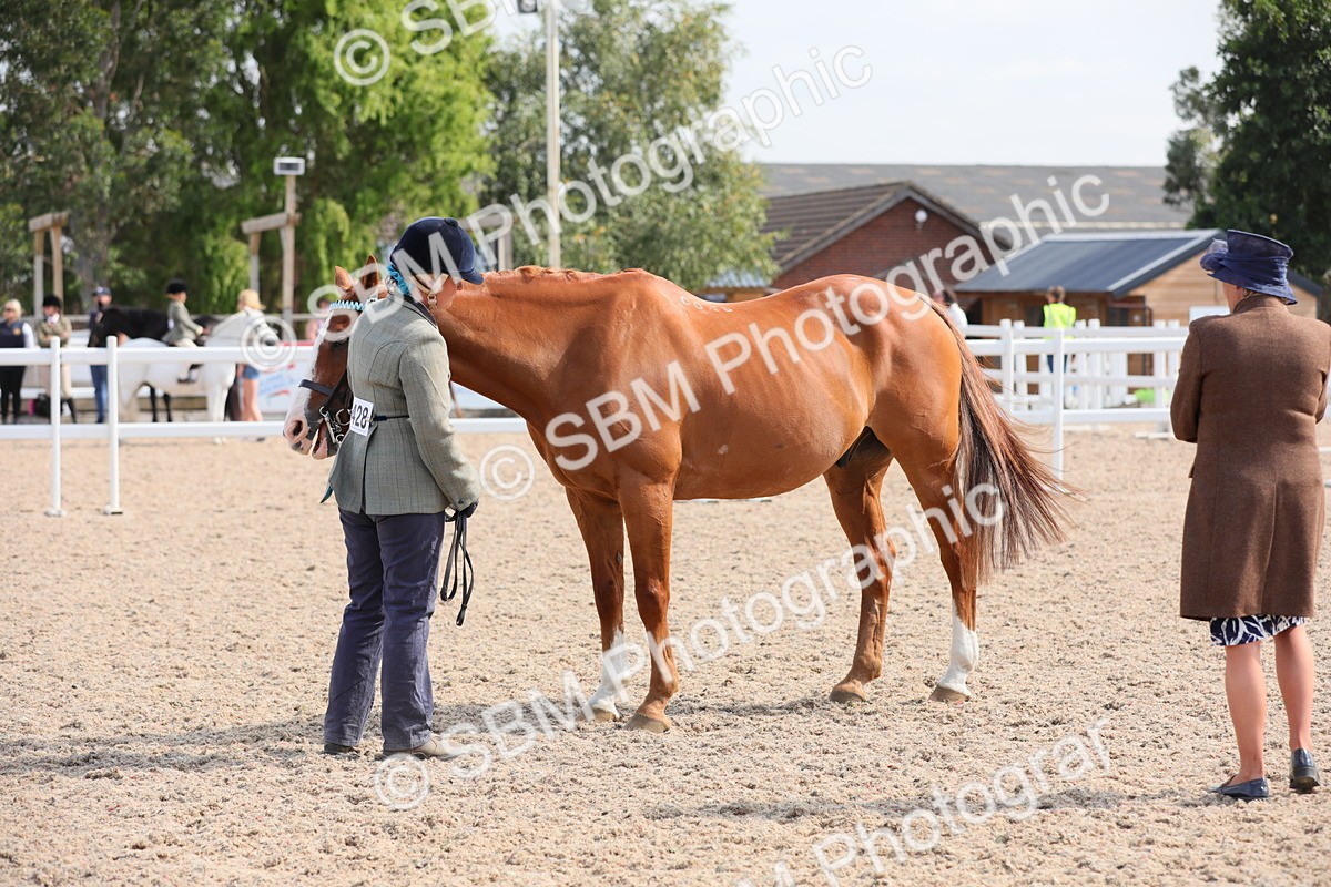 SBM_15792 - Class 312 IH Competition Horse/Pony