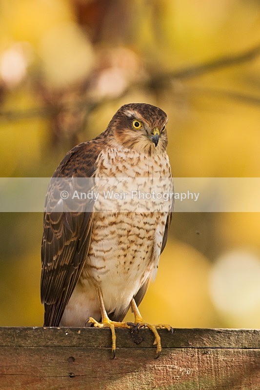 20121020-_MG_0597 - Sparrowhawk