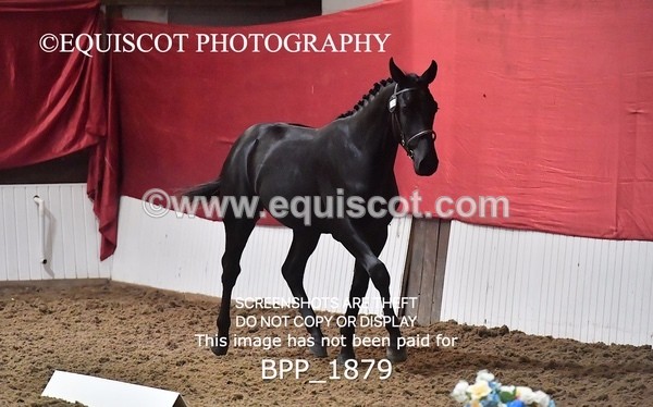 BPP_1879 - AFTERNOON 12.30 - 3.30PM