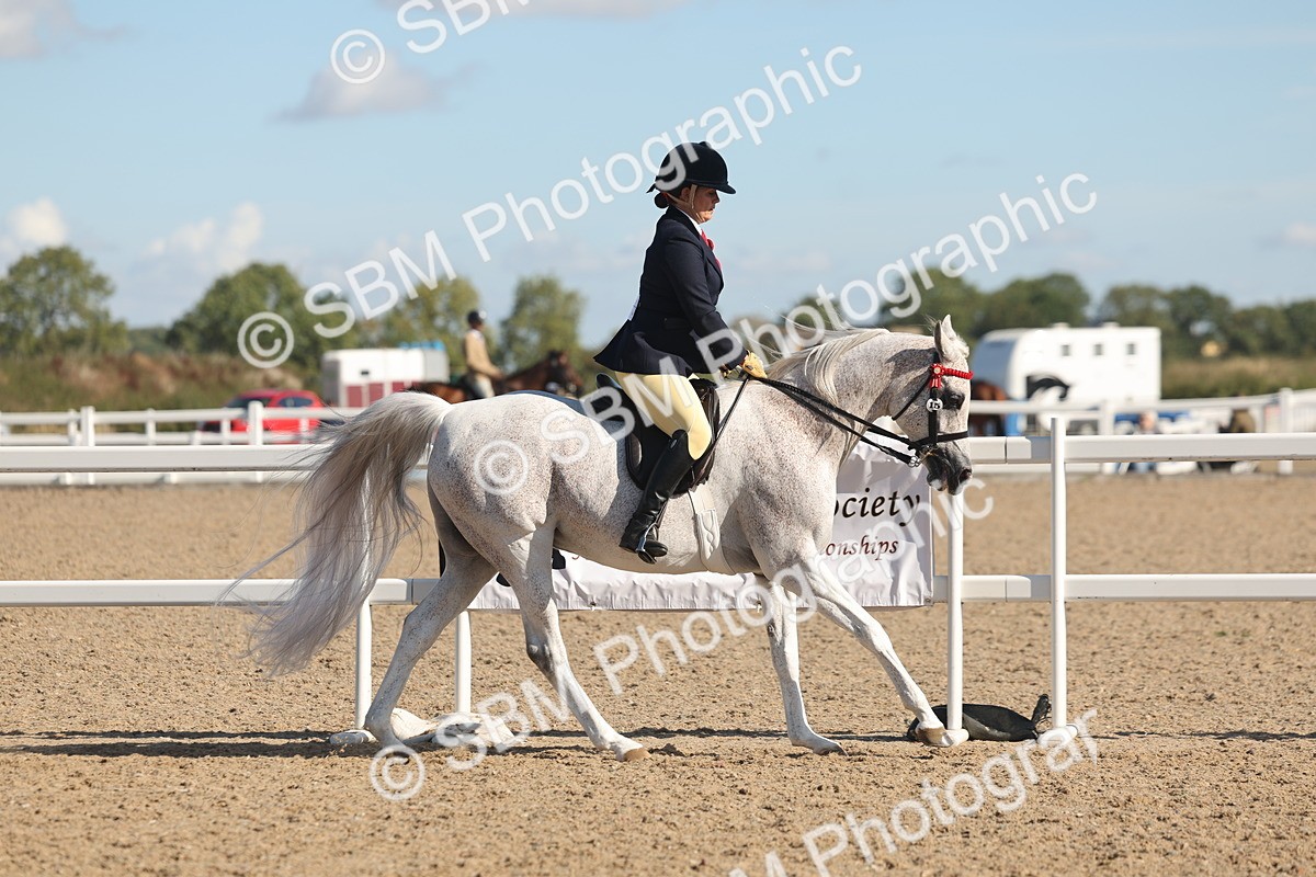 SBM_13032 - Class 305 - Ridden Foreign Breed Pure Bred