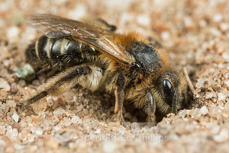 Andrena barbilabris (f)