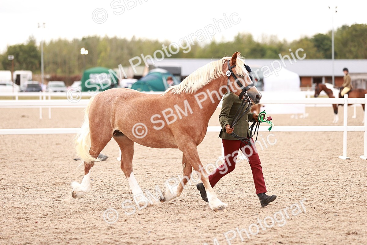 SBM_16162 - Class 411 - Prettiest Mare - (IH or Ridden Adult)