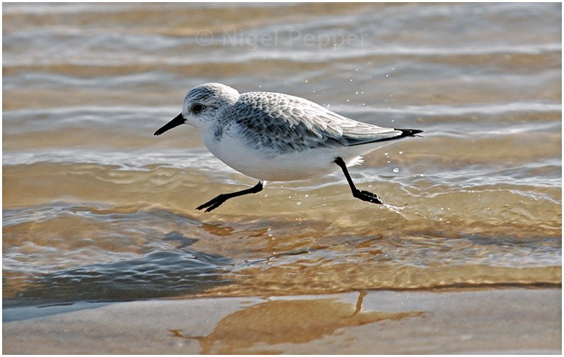 I Mustn't be Late - Sanderlings and Turnstones