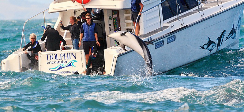 Dolphin Encounter boat trip off Kaikoura - New Zealand