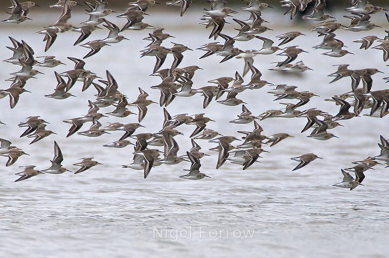 Fast, low-flying flock of Dunlin - Dunlin