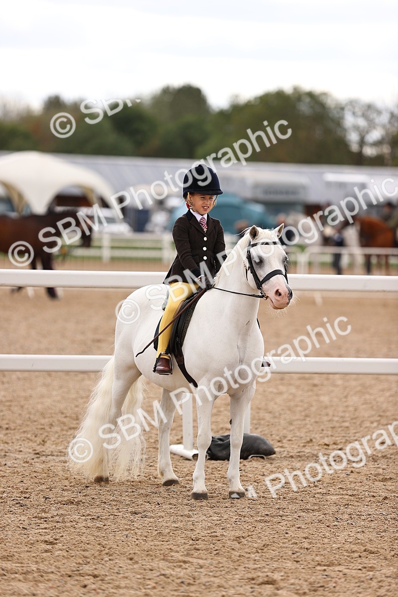SBM_15937 - Class 416 - Prettiest Mare (IH or Ridden) Jnr