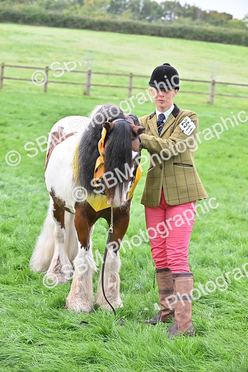 SBM_56971 - S45 - Coloured Pony In Hand