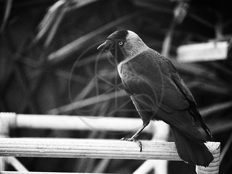 Jackdaw - Everything Else