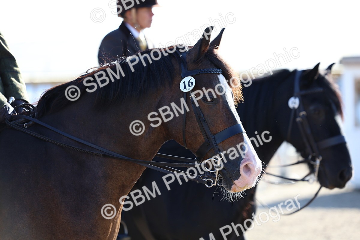 SBM_08873 - Class 302 - Ridden M&M - Large Breeds
