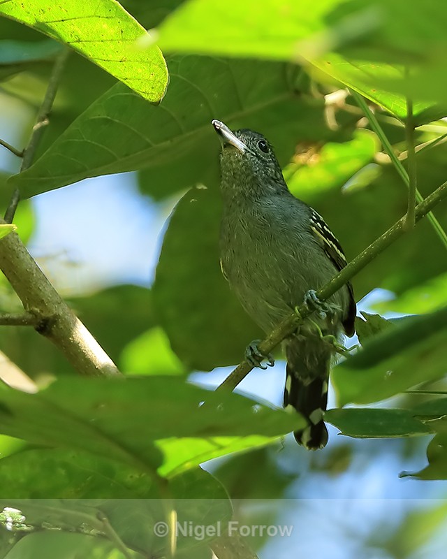 Western Slaty-Antshrike (male), Pipeline Road, Panama - Western Slaty-Antshrike