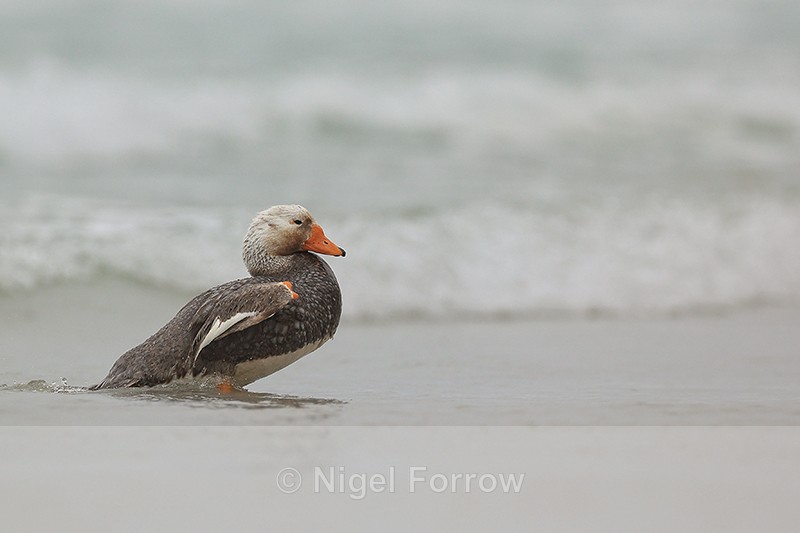 Steamer Duck (male), Saunders Island, Falklands - Falkland Flightless Steamerduck