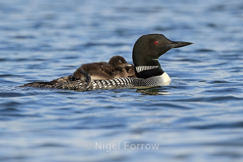 Common Loon chicks riding on parent's back, Minnesota, USA - Great Northern Diver
