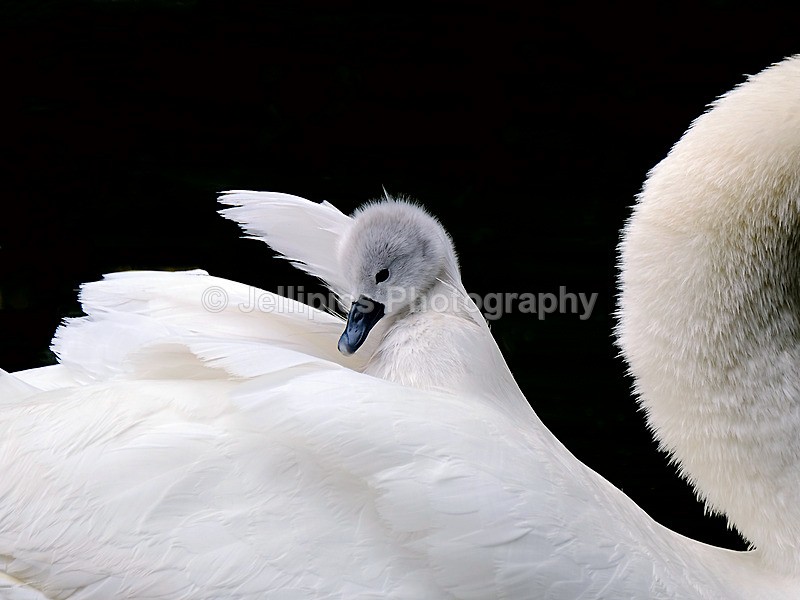  - Wildlife and Nature