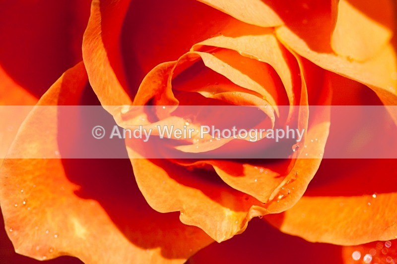 20110626-IMG_8802 - Plants & Flowers