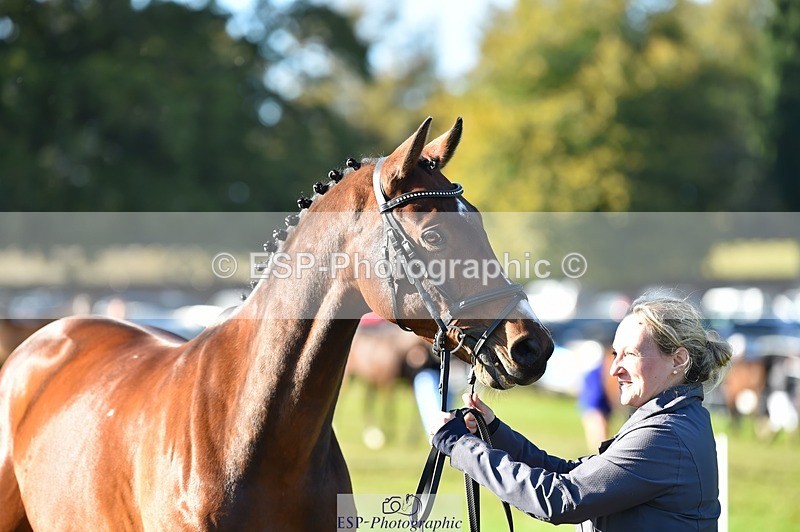 231022-103458-22581 - 491-CALCOURT.LEONARDO-Sophie.Westmore-TrotUp+SJ