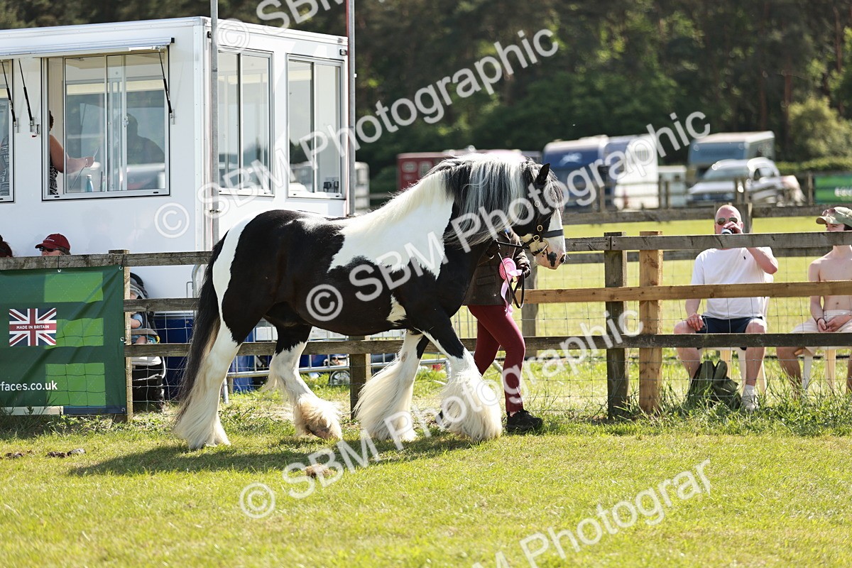SBM_08959 - Class 63-65 - Traditional Gypsy Cobs In Hand & Ridden