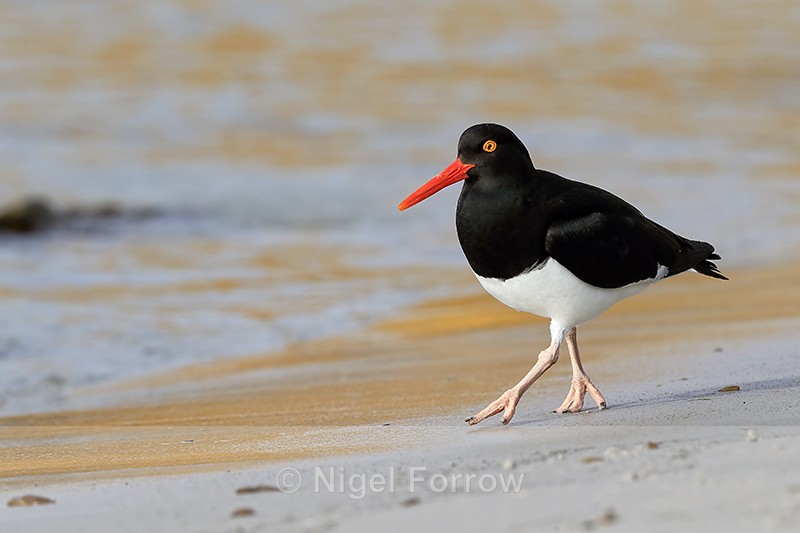 Magellanic Oystercatcher at Carcass Settlement, Falklands - Magellanic Oystercatcher