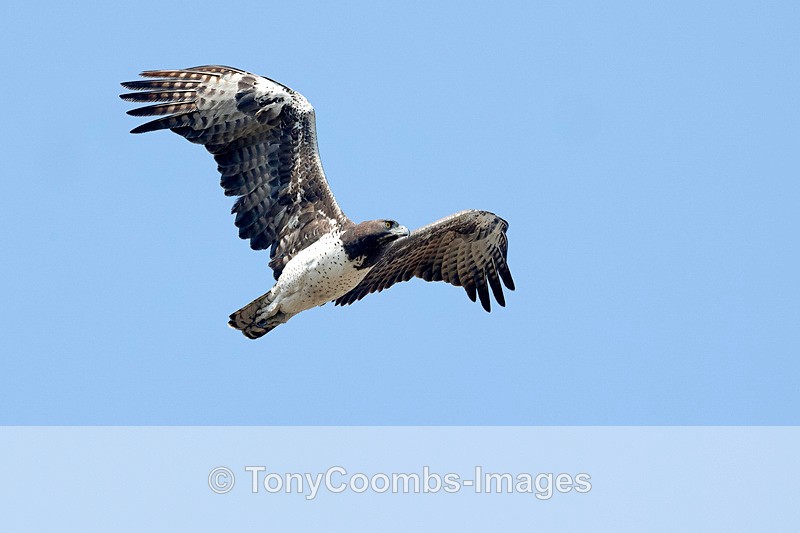 Martial Eagle - Botswana ~ Birds
